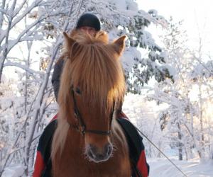 Winteravontuur te paard in Lapland